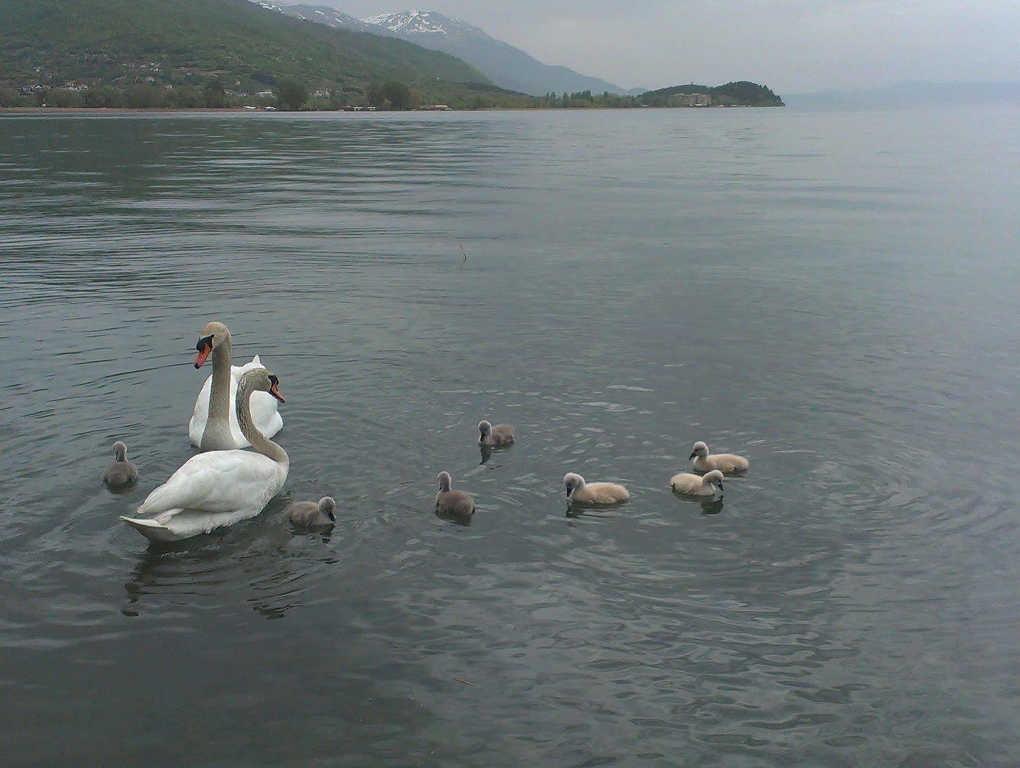 Vila Kosta City Center Port Ohrid Buitenkant foto